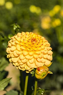 <b class=qtipBold><figcaption>Dahlia -Dahlia sp.-, Hesse, Germany</figcaption></b><br><em>© This content is subject to copyright.</em> Dahlia -Dahlia sp.-, Hesse, Germany