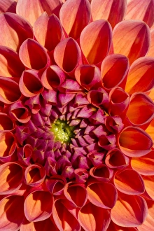 <b class=qtipBold><figcaption>Dahlia -Dahlia sp.-, Hesse, Germany</figcaption></b><br><em>© This content is subject to copyright.</em> Dahlia -Dahlia sp.-, Hesse, Germany