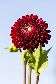 <b class=qtipBold><figcaption>Dahlia -Dahlia sp.-, Hesse, Germany</figcaption></b><br><em>© This content is subject to copyright.</em> Dahlia -Dahlia sp.-, Hesse, Germany