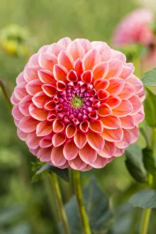 <b class=qtipBold><figcaption>Dahlia -Dahlia sp.-, Hesse, Germany</figcaption></b><br><em>© This content is subject to copyright.</em> Dahlia -Dahlia sp.-, Hesse, Germany