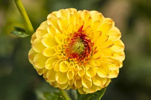 <b class=qtipBold><figcaption>Dahlia -Dahlia sp.-, Hesse, Germany</figcaption></b><br><em>© This content is subject to copyright.</em> Dahlia -Dahlia sp.-, Hesse, Germany