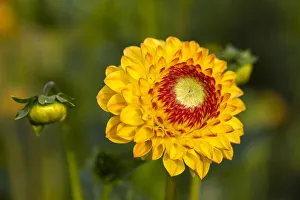 <b class=qtipBold><figcaption>Dahlia -Dahlia sp.-, Hesse, Germany</figcaption></b><br><em>© This content is subject to copyright.</em> Dahlia -Dahlia sp.-, Hesse, Germany