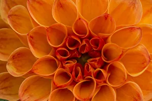 <b class=qtipBold><figcaption>Dahlia -Dahlia sp.-, Hesse, Germany</figcaption></b><br><em>© This content is subject to copyright.</em> Dahlia -Dahlia sp.-, Hesse, Germany