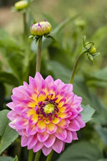 <b class=qtipBold><figcaption>Dahlia -Dahlia sp.-, Hesse, Germany</figcaption></b><br><em>© This content is subject to copyright.</em> Dahlia -Dahlia sp.-, Hesse, Germany