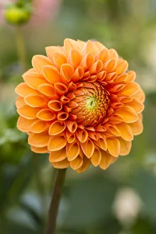 <b class=qtipBold><figcaption>Dahlia -Dahlia sp.-, Hesse, Germany</figcaption></b><br><em>© This content is subject to copyright.</em> Dahlia -Dahlia sp.-, Hesse, Germany
