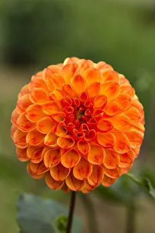 <b class=qtipBold><figcaption>Dahlia -Dahlia sp.-, Hesse, Germany</figcaption></b><br><em>© This content is subject to copyright.</em> Dahlia -Dahlia sp.-, Hesse, Germany