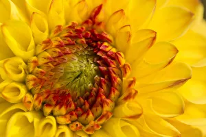 <b class=qtipBold><figcaption>Dahlia -Dahlia sp.-, Hesse, Germany</figcaption></b><br><em>© This content is subject to copyright.</em> Dahlia -Dahlia sp.-, Hesse, Germany