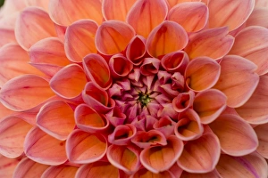 <b class=qtipBold><figcaption>Dahlia -Dahlia sp.-, Hesse, Germany</figcaption></b><br><em>© This content is subject to copyright.</em> Dahlia -Dahlia sp.-, Hesse, Germany