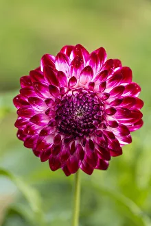<b class=qtipBold><figcaption>Dahlia -Dahlia sp.-, Hesse, Germany</figcaption></b><br><em>© This content is subject to copyright.</em> Dahlia -Dahlia sp.-, Hesse, Germany