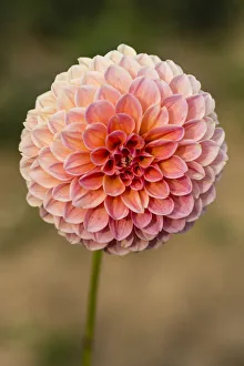 <b class=qtipBold><figcaption>Dahlia -Dahlia sp.-, Hesse, Germany</figcaption></b><br><em>© This content is subject to copyright.</em> Dahlia -Dahlia sp.-, Hesse, Germany