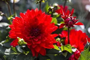 <b class=qtipBold><figcaption>Dahlia -Dahlia sp.-, Hesse, Germany</figcaption></b><br><em>© This content is subject to copyright.</em> Dahlia -Dahlia sp.-, Hesse, Germany