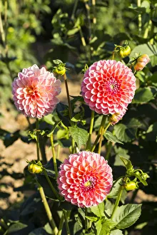 <b class=qtipBold><figcaption>Dahlias -Dahlia sp.-, Hesse, Germany</figcaption></b><br><em>© This content is subject to copyright.</em> Dahlias -Dahlia sp.-, Hesse, Germany
