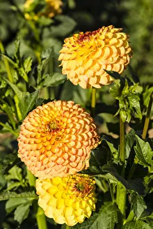 <b class=qtipBold><figcaption>Dahlias -Dahlia sp.-, Hesse, Germany</figcaption></b><br><em>© This content is subject to copyright.</em> Dahlias -Dahlia sp.-, Hesse, Germany