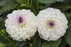 <b class=qtipBold><figcaption>Dahlias -Dahlia sp.-, Hesse, Germany</figcaption></b><br><em>© This content is subject to copyright.</em> Dahlias -Dahlia sp.-, Hesse, Germany