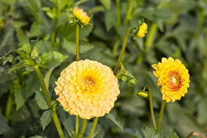 <b class=qtipBold><figcaption>Dahlias -Dahlia sp.-, Hesse, Germany</figcaption></b><br><em>© This content is subject to copyright.</em> Dahlias -Dahlia sp.-, Hesse, Germany