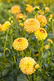 <b class=qtipBold><figcaption>Dahlias -Dahlia sp.-, Hesse, Germany</figcaption></b><br><em>© This content is subject to copyright.</em> Dahlias -Dahlia sp.-, Hesse, Germany