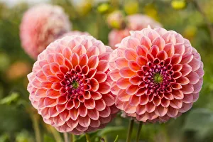 <b class=qtipBold><figcaption>Dahlias -Dahlia sp.-, Hesse, Germany</figcaption></b><br><em>© This content is subject to copyright.</em> Dahlias -Dahlia sp.-, Hesse, Germany
