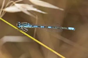 Dainty Damselfly -Coenagrion scitulum-, Palaiokastro, Serres, Macedonia, Greece Dainty Damselfly -Coenagrion scitulum-, Palaiokastro, Serres, Macedonia, Greece