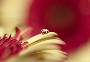 <b class=qtipBold><figcaption>Daisy in droplet macro</figcaption></b><br>Macro of pretty red and yellow daisy captured inside tiny water-drop.<br><em>© 2010-2011 Susan Gary</em> Daisy in droplet macro