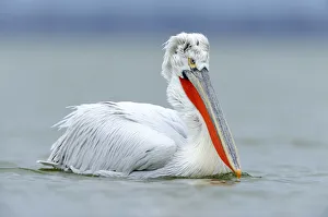 Dalmatian Pelican -Pelecanus crispus-, Lake Kerkini, Greece, Europe Dalmatian Pelican -Pelecanus crispus-, Lake Kerkini, Greece, Europe