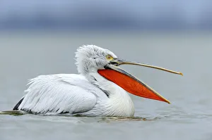 Dalmatian Pelican -Pelecanus crispus- with an open beak, on Lake Kerkini, Greece, Europe Dalmatian Pelican -Pelecanus crispus- with an open beak, on Lake Kerkini, Greece, Europe