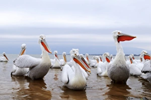 Dalmatian Pelicans -Pelecanus crispus-, Lake Kerkini, Greece, Europe Dalmatian Pelicans -Pelecanus crispus-, Lake Kerkini, Greece, Europe