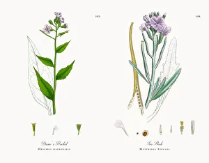 Dameas Rocket, Hesperis matronalis, Victorian Botanical Illustration, 1863 Dameas Rocket, Hesperis matronalis, Victorian Botanical Illustration, 1863