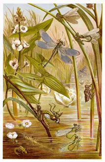 <b class=qtipBold><figcaption>Damselfly Chromolithograph 1884</figcaption></b><br>Brehms Thierleben (Tierleben). Allgemeine Kunde des Thierreichs. Vierte Abtheilung - Wirbellofe Thiere. Leipzig Verlag, 1884.<br><em>© This content is subject to copyright.</em> Damselfly Chromolithograph 1884