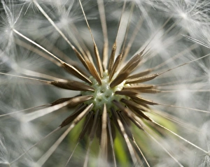 Dandelion clock, blowball -Taraxacum-, Buoir or Faskruosfjoerour, Snaefellsnes Dandelion clock, blowball -Taraxacum-, Buoir or Faskruosfjoerour, Snaefellsnes