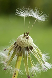 Dandelion clock -Taraxacum sect. Ruderalia-, Bavaria, Deutrschland Dandelion clock -Taraxacum sect. Ruderalia-, Bavaria, Deutrschland