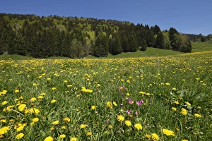 Dandelion meadow, Balderschwanger Tal valley, Bregenzerwald region, Vorarlberg, Austria Dandelion meadow, Balderschwanger Tal valley, Bregenzerwald region, Vorarlberg, Austria