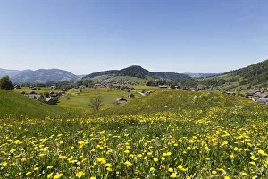 Dandelion meadow, Hittisau, Bregenzerwald region, Vorarlberg, Austria, Europe Dandelion meadow, Hittisau, Bregenzerwald region, Vorarlberg, Austria, Europe