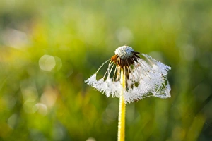 Dandelion -Taraxacum officinale-, clock and cobwebs wet with dew, Riesa, Saxony, Germany Dandelion -Taraxacum officinale-, clock and cobwebs wet with dew, Riesa, Saxony, Germany