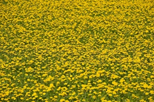 Dandelion -Taraxacum sect. Ruderalia-, many flowers in a meadow, Thuringia, Germany Dandelion -Taraxacum sect. Ruderalia-, many flowers in a meadow, Thuringia, Germany