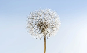 Dandelion, withered dandelion, blowball, dandelion clock -Taraxacum-, with diaspores Dandelion, withered dandelion, blowball, dandelion clock -Taraxacum-, with diaspores
