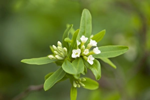 Daphne axilliflora, flowering, Thuringia, Germany Daphne axilliflora, flowering, Thuringia, Germany