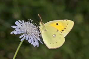 Dark clouded yellow -Colias crocea- searching for nectar, near Lake Kerkini, Greece Dark clouded yellow -Colias crocea- searching for nectar, near Lake Kerkini, Greece