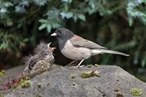 Bunting And American Sparrows Gallery: Dark Eyed Junco Collection
