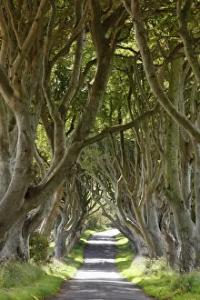 Beech Gallery: Dark Hedges, an avenue of Beech trees, Bregagh Road near Armoy, County Antrim, Northern Ireland
