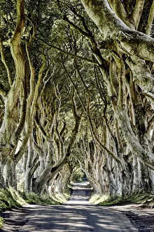 The Dark Hedges, Ballymoney, Ireland The Dark Hedges, Ballymoney, Ireland