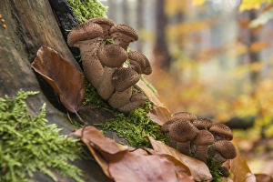Dark Honey Mushroom -Armillaria ostoyae-, Thuringia, Germany Dark Honey Mushroom -Armillaria ostoyae-, Thuringia, Germany