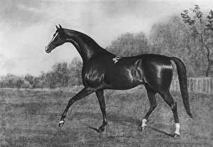 Darley Arabian