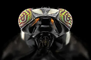 <b class=qtipBold><figcaption>The Darth Vader</figcaption></b><br>Closeup Extreme of Fruit-fly Eyes<br><em>© Donald Jusa</em> The Darth Vader