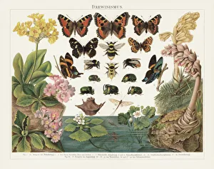 Phyllostomidae Gallery: 