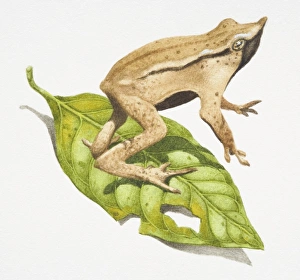 Darwins Frog, Rhinoderma darwini, sandy brown frog with a black strip leaping Darwins Frog, Rhinoderma darwini, sandy brown frog with a black strip leaping