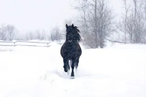<b class=qtipBold><figcaption>Dashing through the snow</figcaption></b><br>Driving down a country road during a snow storm I stopped and he galloped towards me.<br><em>© Jim Cumming</em> Dashing through the snow