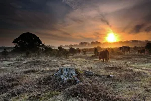 Dawn in New Forest