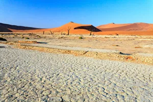 Dead Acacia trees in the arid Namib Desert Dead Acacia trees in the arid Namib Desert