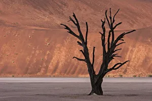 Dead camel thorn tree (Vachellia erioloba), sand dunes, Dead Vlei Sossusvlei, Namib Desert Dead camel thorn tree (Vachellia erioloba), sand dunes, Dead Vlei Sossusvlei, Namib Desert