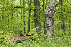 Dead Common Beech or European Beech -Fagus sylvatica- with True Tinder Polypore fungi -Fomes fomentarius Dead Common Beech or European Beech -Fagus sylvatica- with True Tinder Polypore fungi -Fomes fomentarius